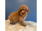 Poodle (Toy) Puppy for sale in Carteret, NJ, USA