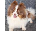 Pomeranian Puppy for sale in Eatonville, WA, USA