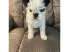 Brussels Griffon Puppy for sale in Fredonia, KS, USA