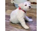 Schnauzer (Miniature) Puppy for sale in Fountain, FL, USA