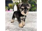 Schnauzer (Miniature) Puppy for sale in Greenfield, IN, USA