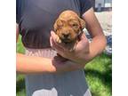 Golden Retriever Puppy for sale in Delta, CO, USA
