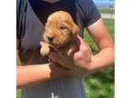 Golden Retriever Puppy for sale in Delta, CO, USA