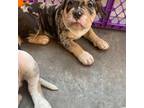 Olde Bulldog Puppy for sale in Las Vegas, NV, USA