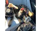 German Shepherd Dog Puppy for sale in Kissimmee, FL, USA