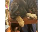 German Shepherd Dog Puppy for sale in Lake In The Hills, IL, USA