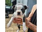 Boston Terrier Puppy for sale in Ferris, TX, USA