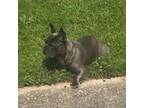 French Bulldog Puppy for sale in Snellville, GA, USA