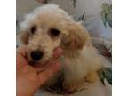 Poodle (Toy) Puppy for sale in Walnut Cove, NC, USA