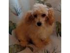 Poodle (Toy) Puppy for sale in Walnut Cove, NC, USA