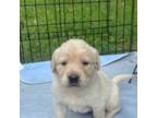 Golden Retriever Puppy for sale in Gladstone, VA, USA