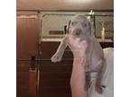 Weimaraner Puppy for sale in Milton, FL, USA