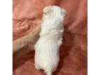 Maltese Puppy for sale in Celina, OH, USA