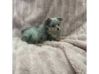1 Blue Merle Pomeranian puppy