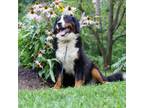 Bernese Mountain Dog Puppy for sale in Mohnton, PA, USA