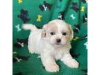 Zuchon Puppy for sale in Marietta, OH, USA