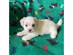 Zuchon Puppy for sale in Marietta, OH, USA