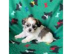 Zuchon Puppy for sale in Marietta, OH, USA