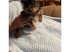 Yorkshire Terrier Puppy for sale in Maxton, NC, USA