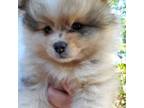 Pomeranian Puppy for sale in Carrollton, GA, USA