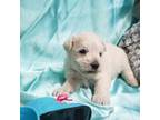 Schnauzer (Miniature) Puppy for sale in Amado, AZ, USA