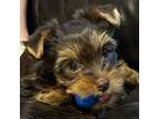 Yorkshire Terrier Puppy for sale in Annandale, VA, USA