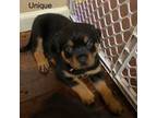 Rottweiler Puppy for sale in Ionia, MI, USA