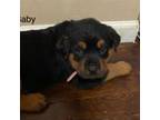 Rottweiler Puppy for sale in Ionia, MI, USA