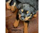 Rottweiler Puppy for sale in Ionia, MI, USA