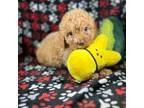 Cavapoo Puppy for sale in Shirley, NY, USA