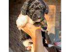 Aussiedoodle Puppy for sale in Conroe, TX, USA