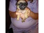 Pug Puppy for sale in Liberty, TX, USA