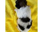 Shih Tzu Puppy for sale in Hanford, CA, USA