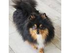 Pomeranian Puppy for sale in Eatonville, WA, USA