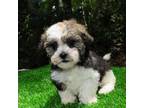 Shih-Poo Puppy for sale in Saint Augustine, FL, USA