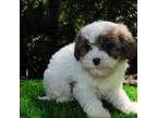 Shih-Poo Puppy for sale in Saint Augustine, FL, USA