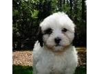 Shih-Poo Puppy for sale in Saint Augustine, FL, USA
