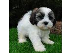 Shih-Poo Puppy for sale in Saint Augustine, FL, USA