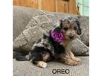 Aussiedoodle Puppy for sale in Provo, UT, USA
