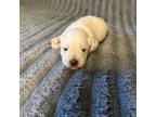 Schnauzer (Miniature) Puppy for sale in Mission Viejo, CA, USA