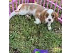 Cavalier King Charles Spaniel Puppy for sale in Jacksonville, FL, USA