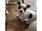 Chihuahua Puppy for sale in Clarksville, IN, USA