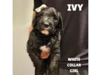 Mutt Puppy for sale in Egg Harbor City, NJ, USA