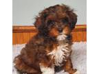 Havanese Puppy for sale in Olean, NY, USA