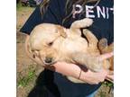 Golden Retriever Puppy for sale in Antigo, WI, USA