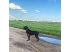 German Shorthaired Pointer Puppy for sale in Ulen, MN, USA