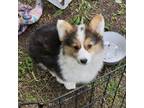 Pembroke Welsh Corgi Puppy for sale in Orland, IN, USA