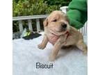 Mutt Puppy for sale in Belchertown, MA, USA