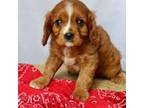 Cavalier King Charles Spaniel Puppy for sale in Waterloo, NY, USA