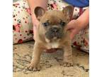 French Bulldog Puppy for sale in Calhan, CO, USA